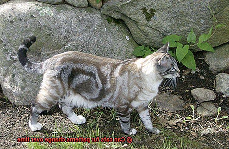 Can cats fur patterns change over time-4
