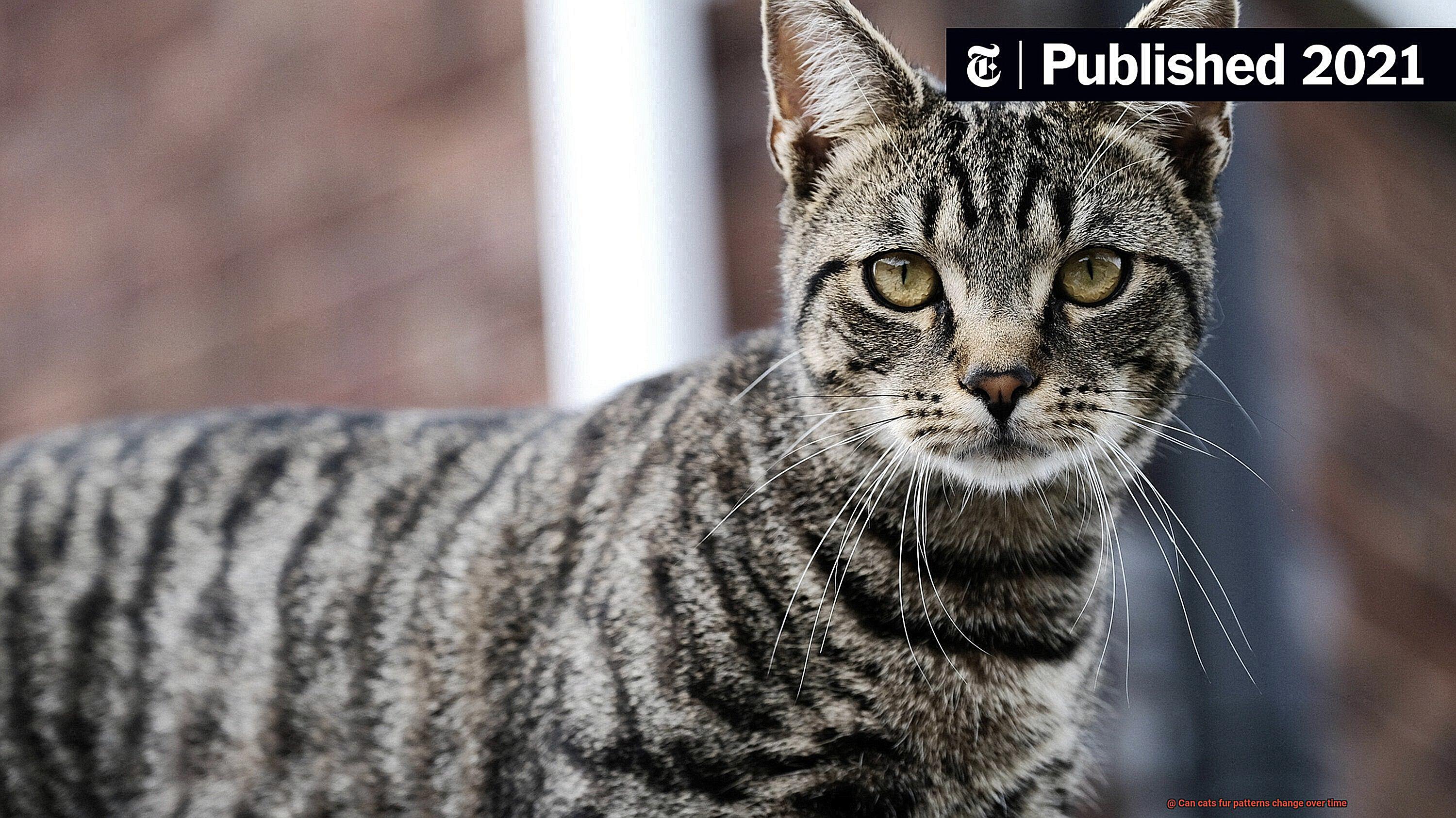 Can cats fur patterns change over time-3