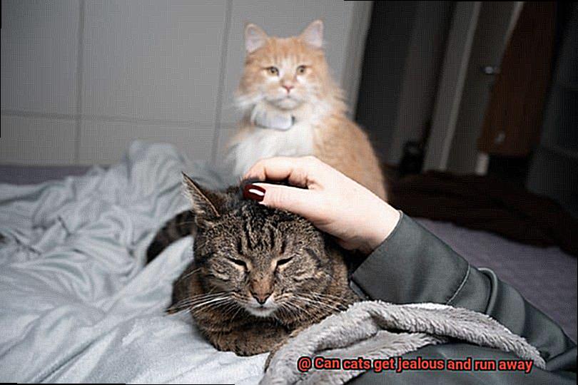 Can cats get jealous and run away-3