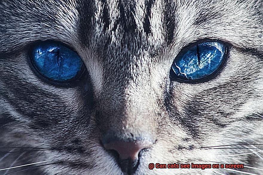 Can cats see images on a screen-3