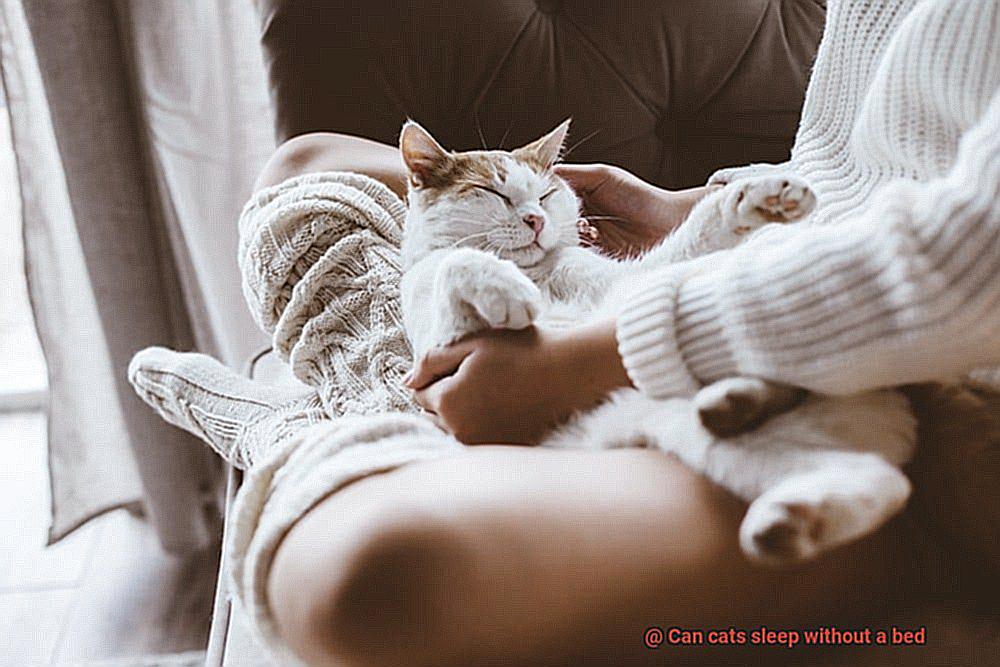 Can cats sleep without a bed-3
