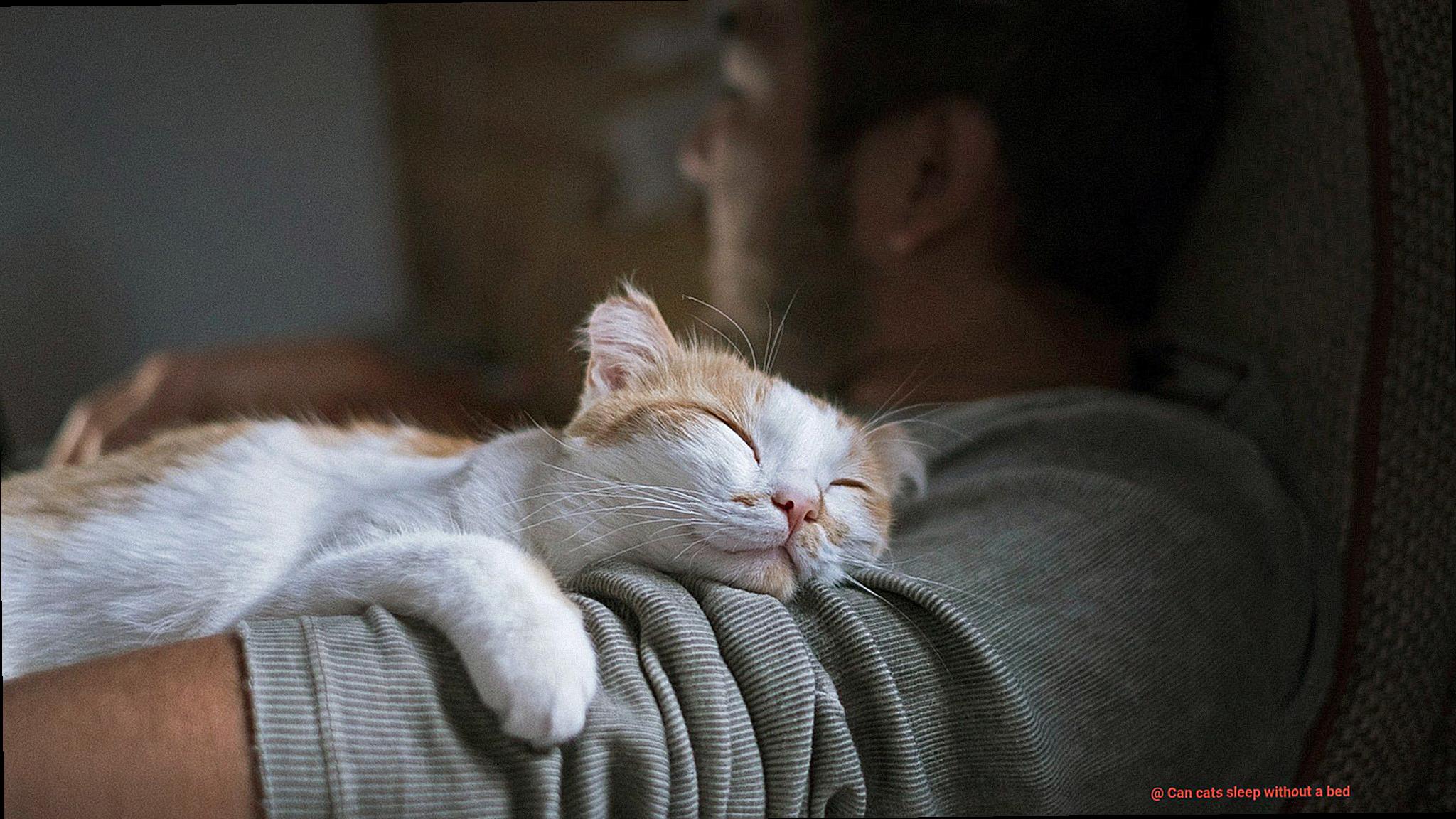 Can cats sleep without a bed-2