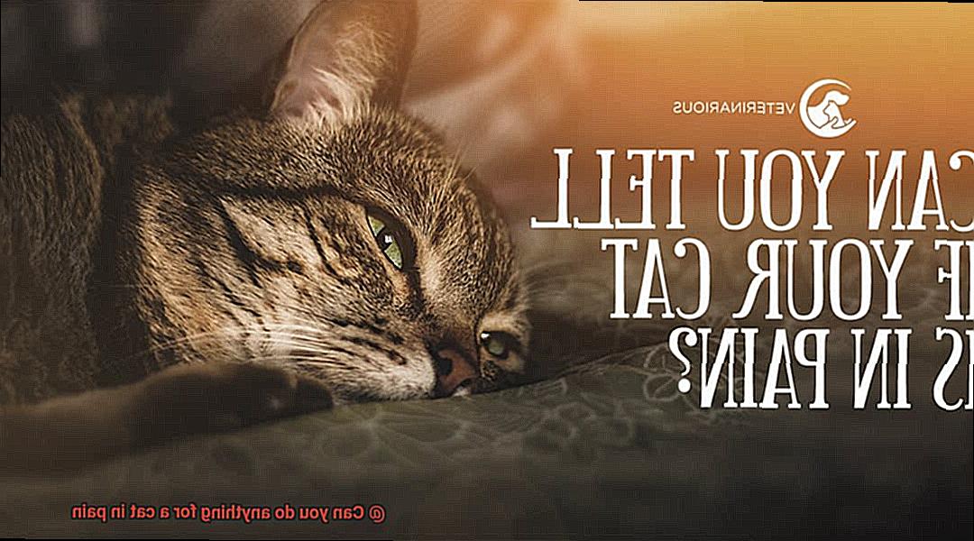 Can you do anything for a cat in pain-2