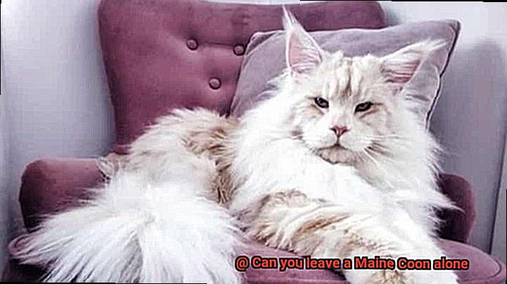 Can you leave a Maine Coon alone-3
