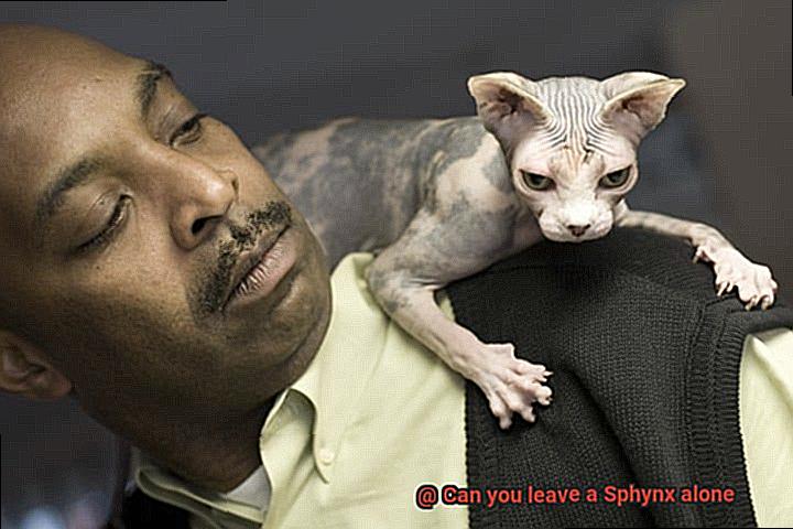 Can you leave a Sphynx alone-2