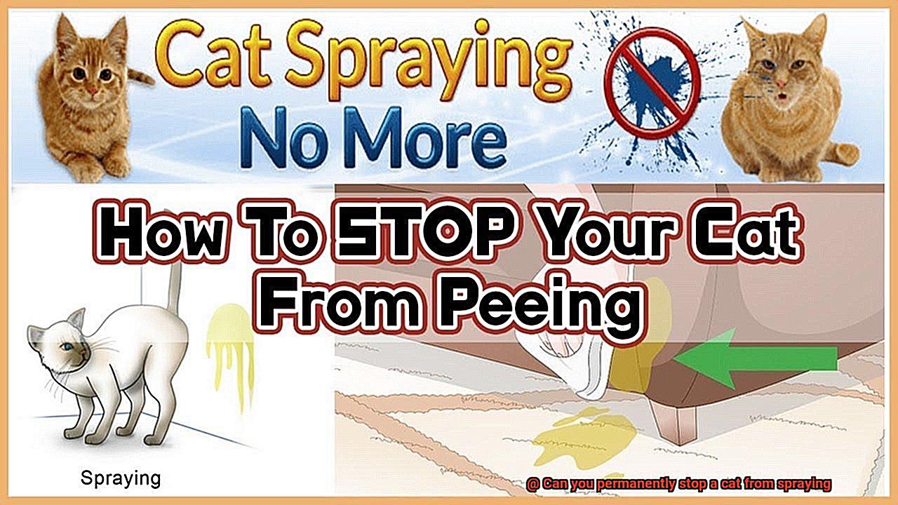 Can you permanently stop a cat from spraying-3