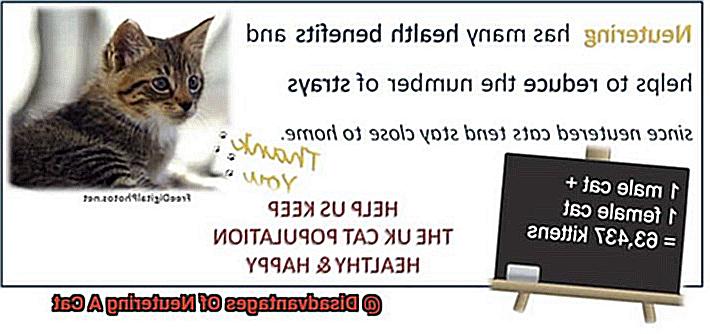 Disadvantages Of Neutering A Cat-3