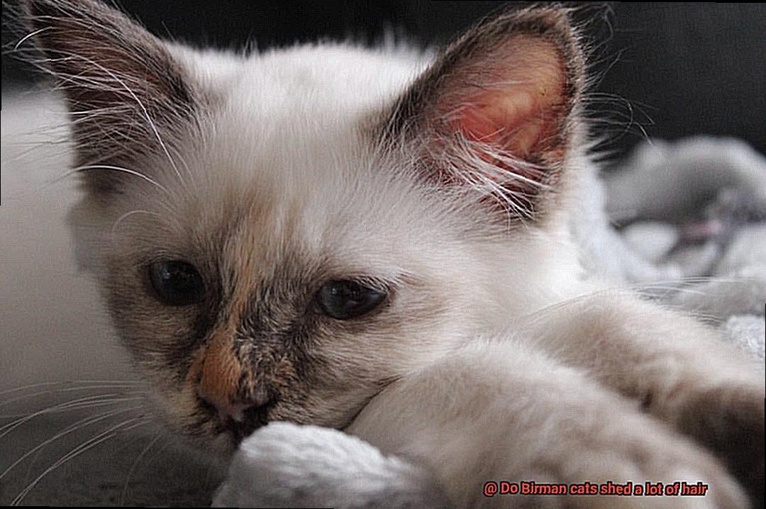 Do Birman cats shed a lot of hair-4
