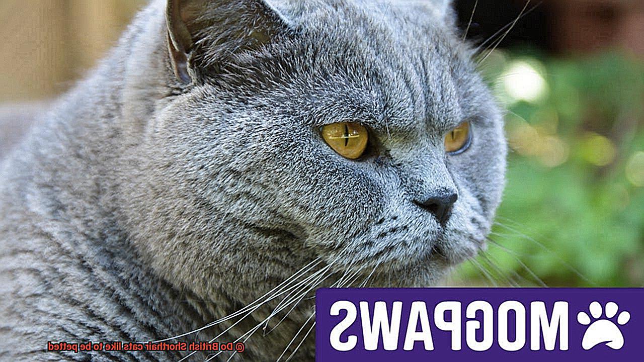 Do British Shorthair cats like to be petted-2