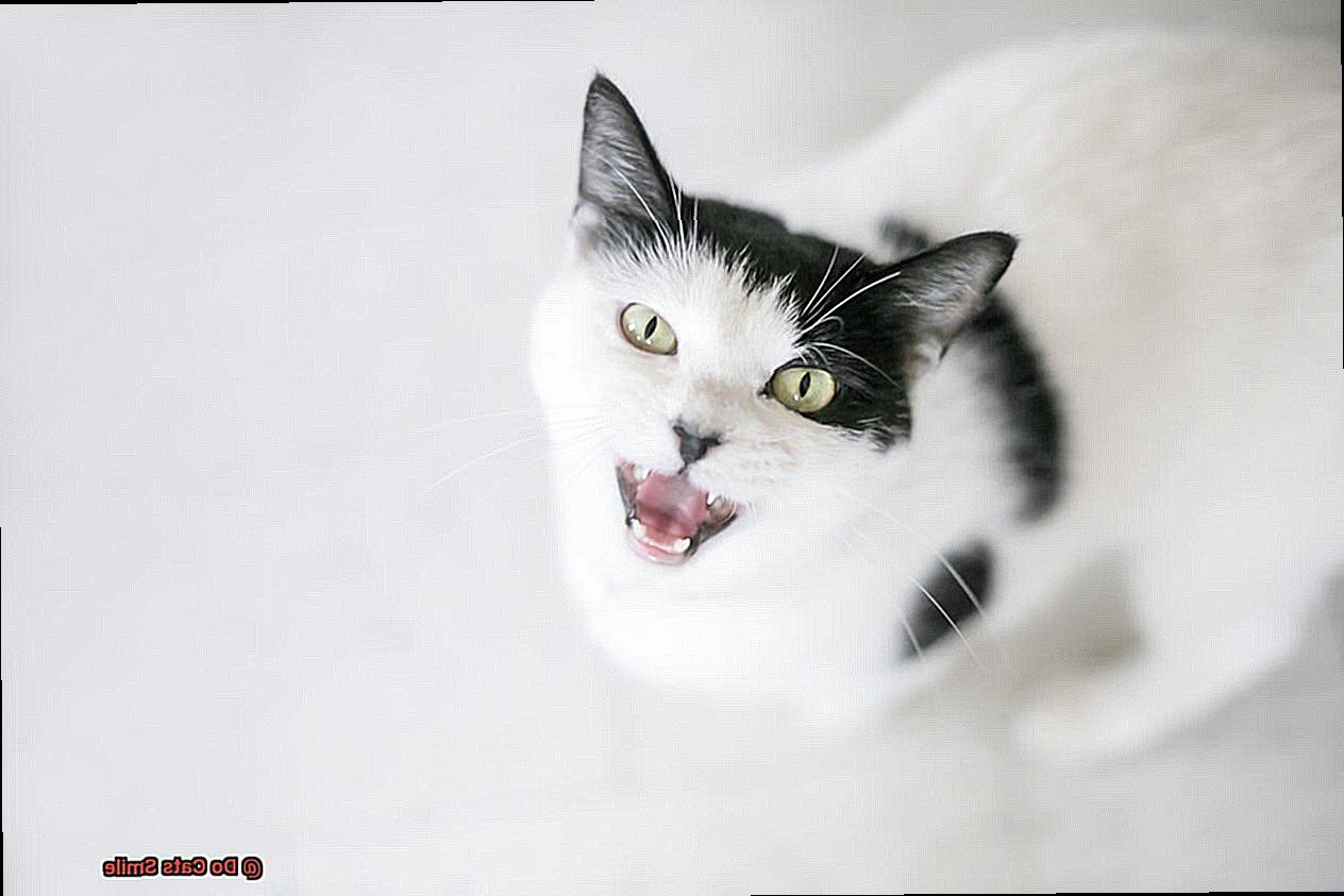 Do Cats Smile-5