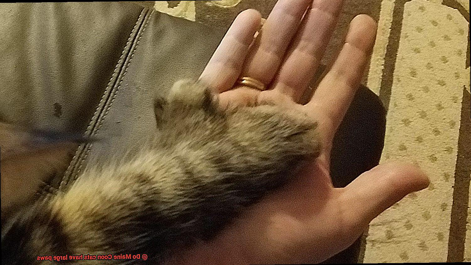 Do Maine Coon cats have large paws-4