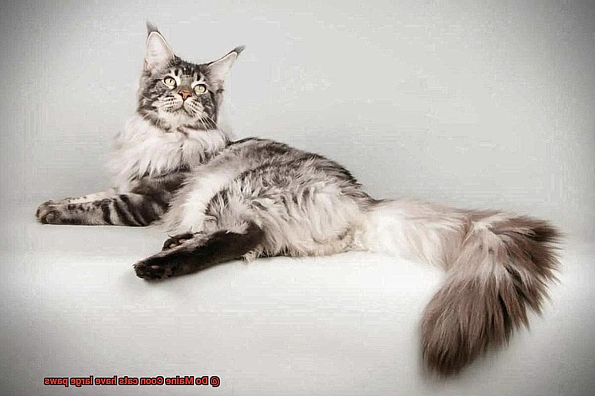 Do Maine Coon cats have large paws-3