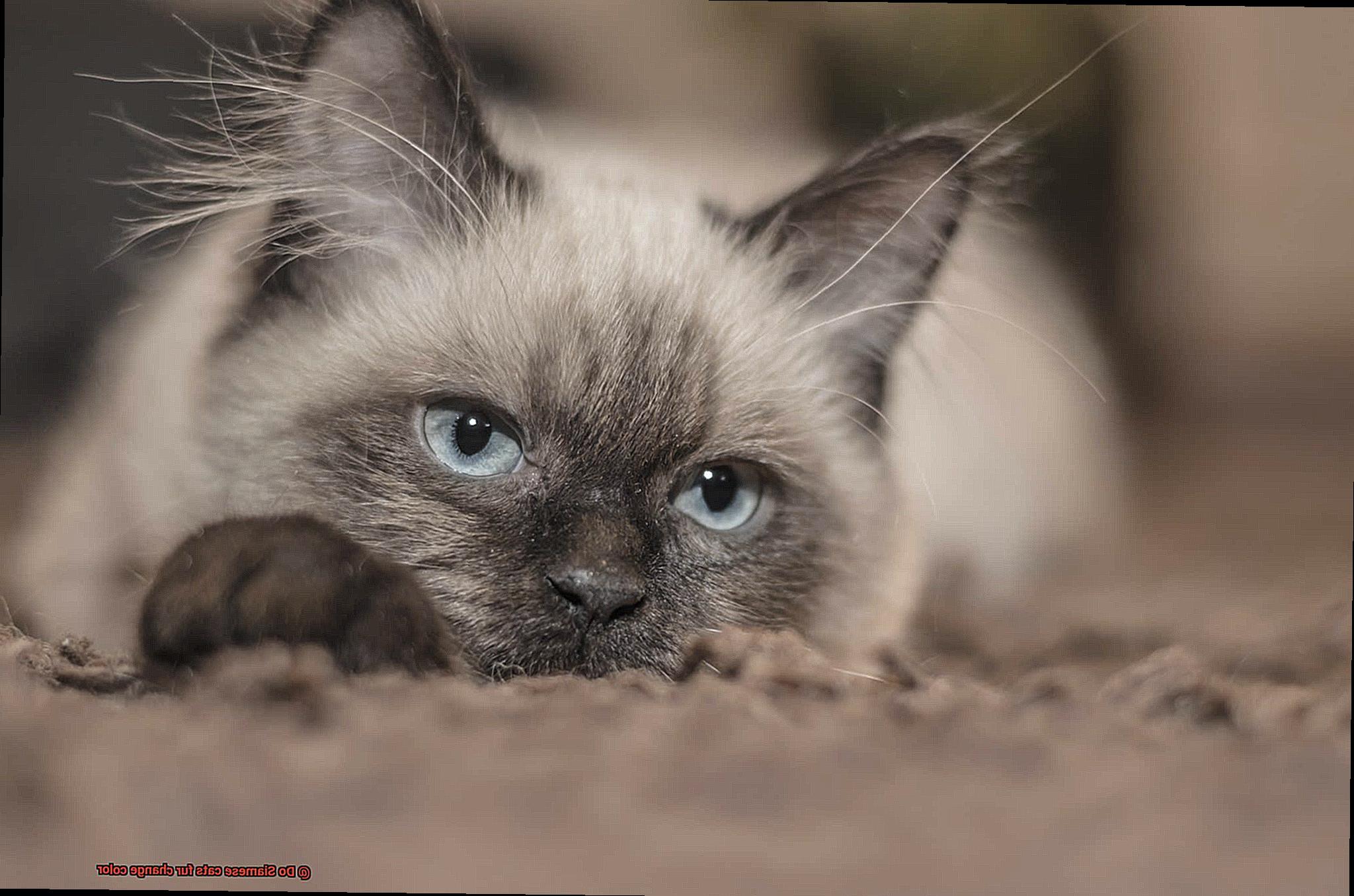 Do Siamese cats fur change color-3