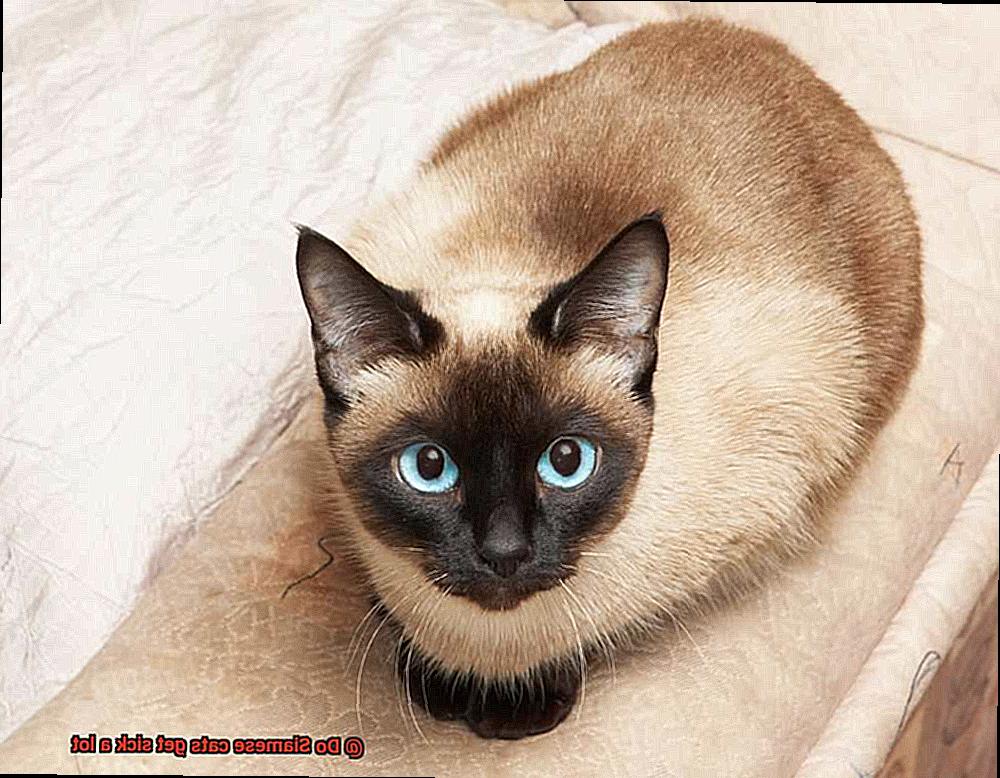 Do Siamese cats get sick a lot-3