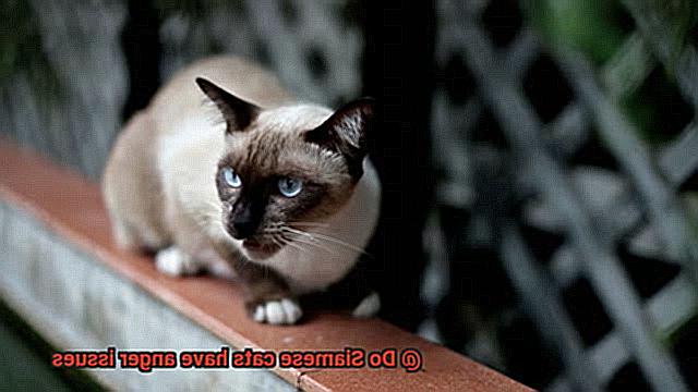 Do Siamese cats have anger issues-2