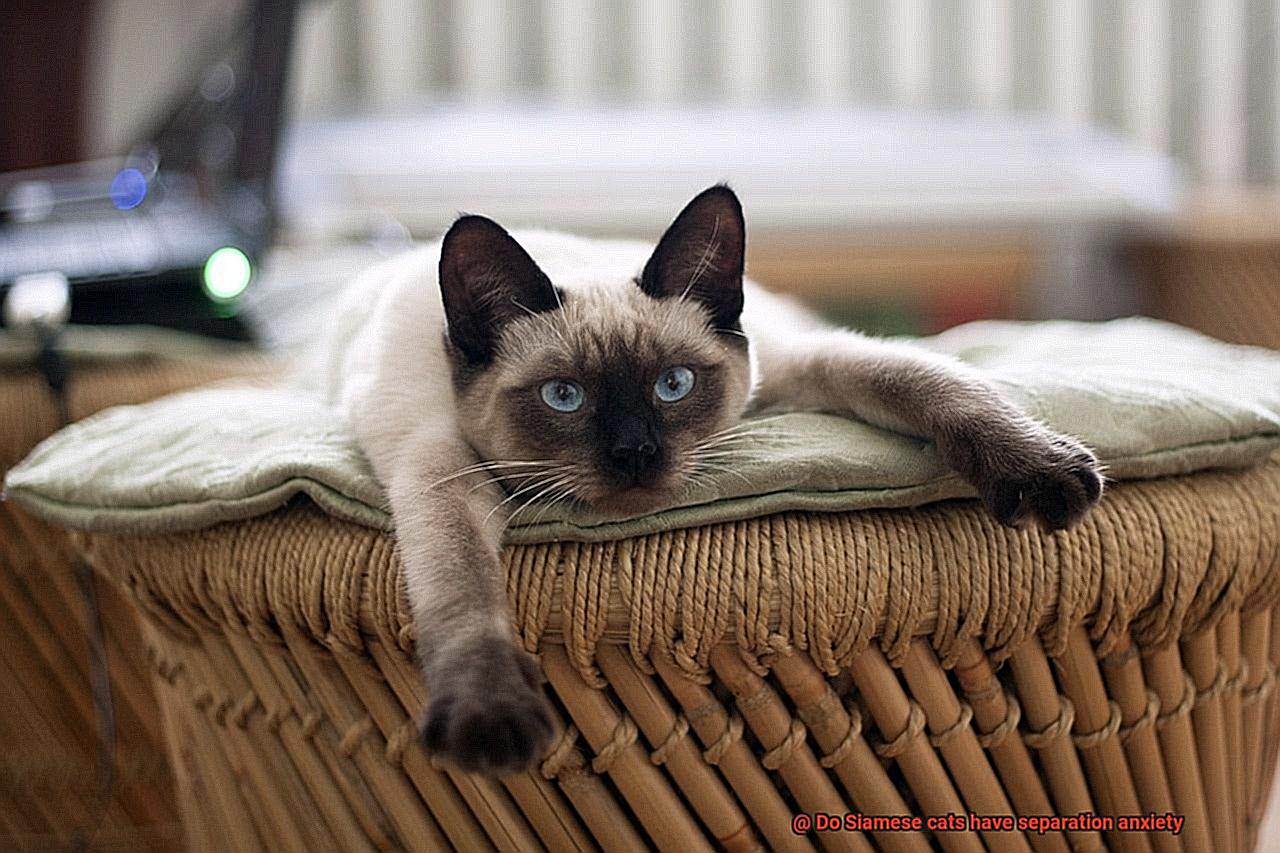 Do Siamese cats have separation anxiety-3