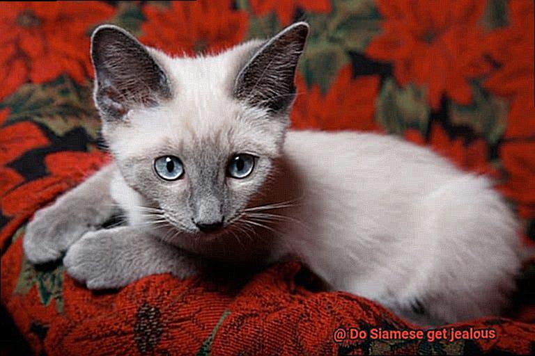 Do Siamese get jealous-2