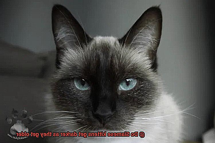 Do Siamese kittens get darker as they get older-2
