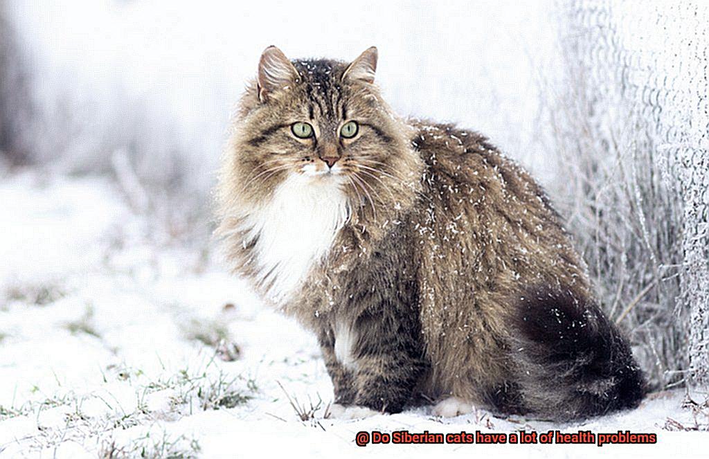 Do Siberian cats have a lot of health problems-2