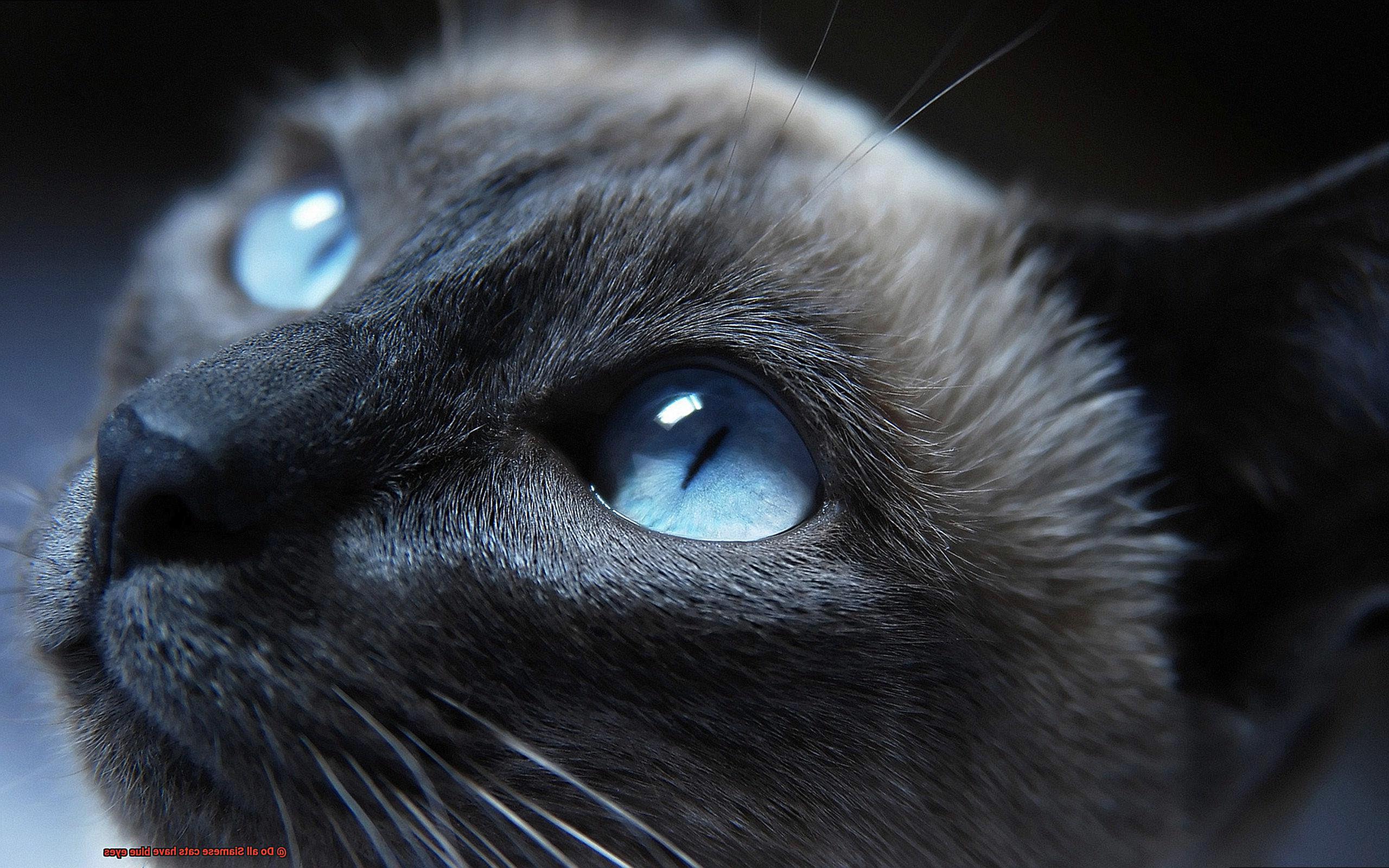 Do all Siamese cats have blue eyes-3