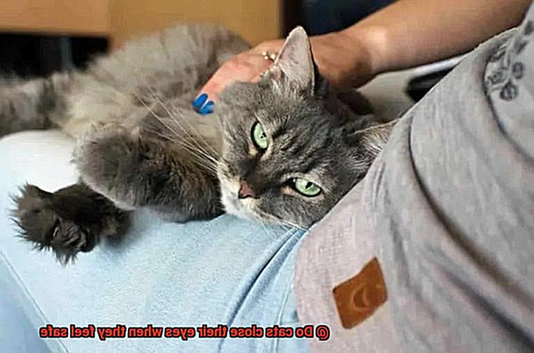 Do cats close their eyes when they feel safe-3