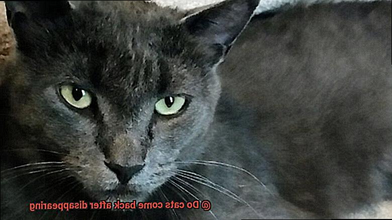 Do cats come back after disappearing-2