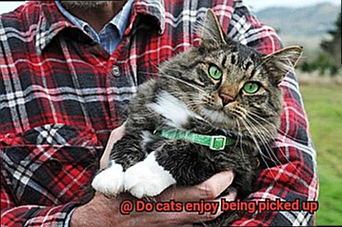 Do cats enjoy being picked up-4