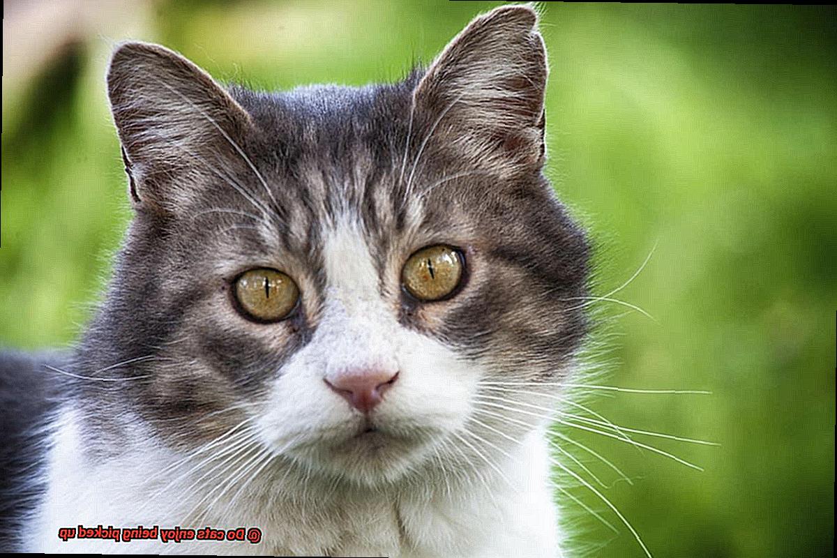 Do cats enjoy being picked up-2