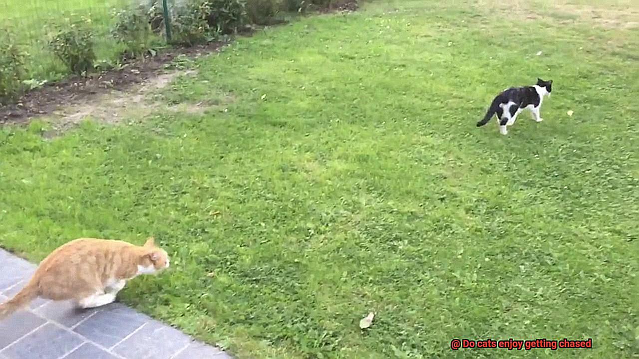 Do cats enjoy getting chased-2