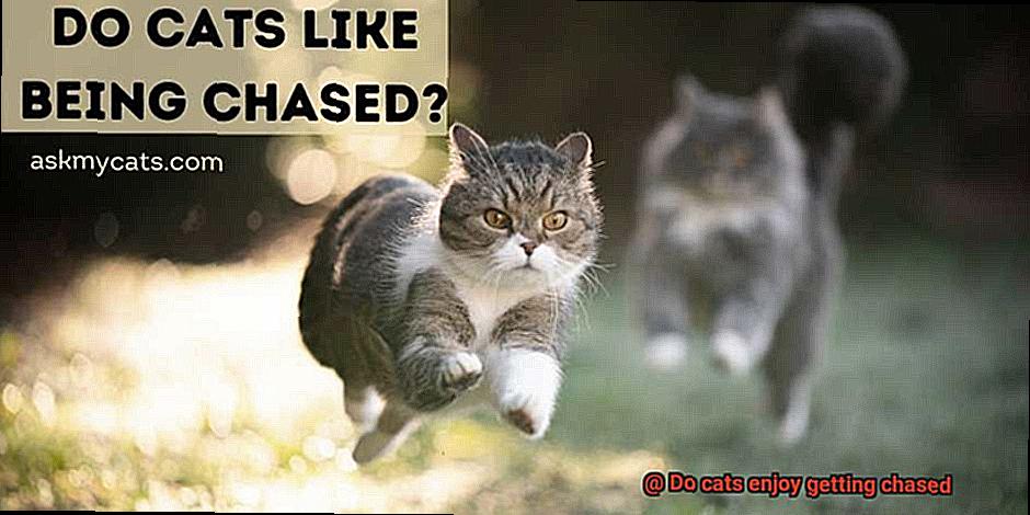 Do cats enjoy getting chased-3