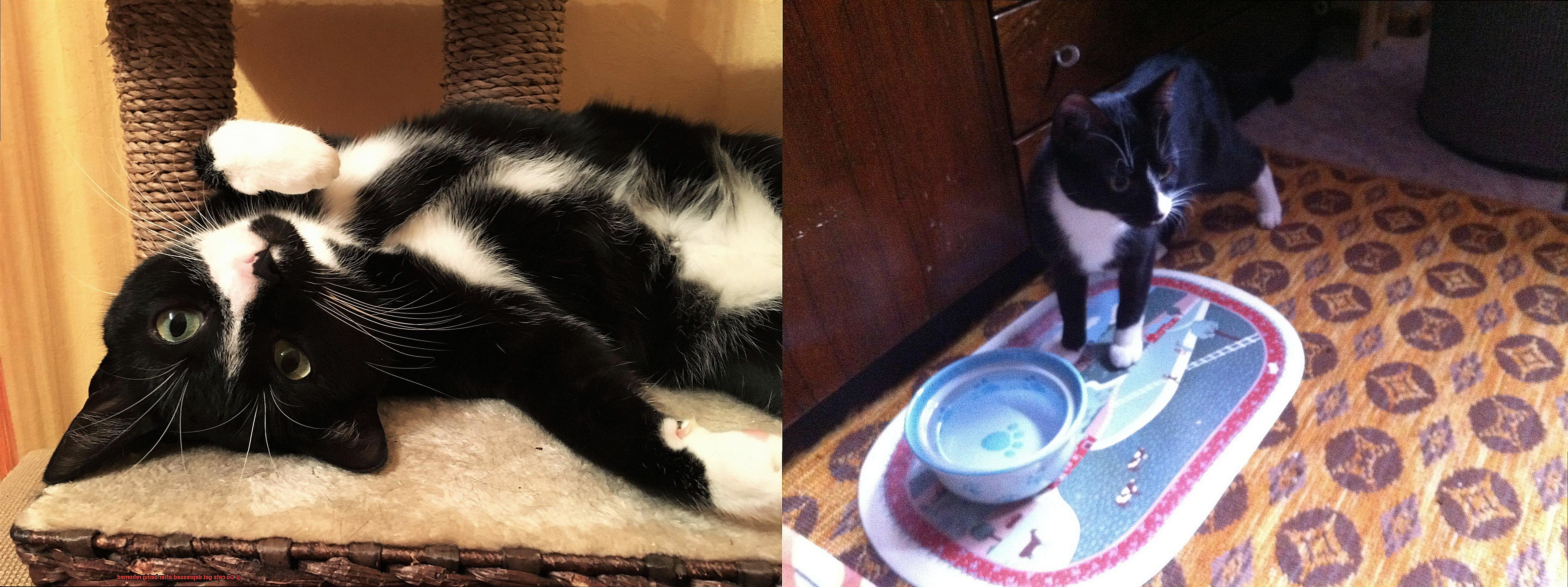 Do cats get depressed after being rehomed-2