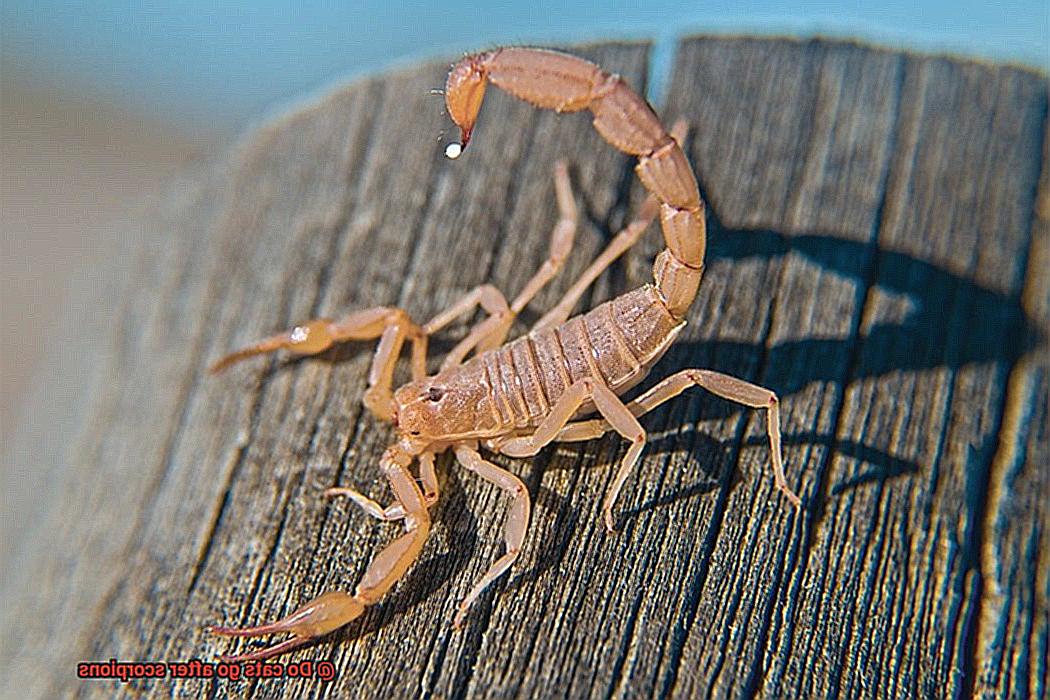 Do cats go after scorpions-3