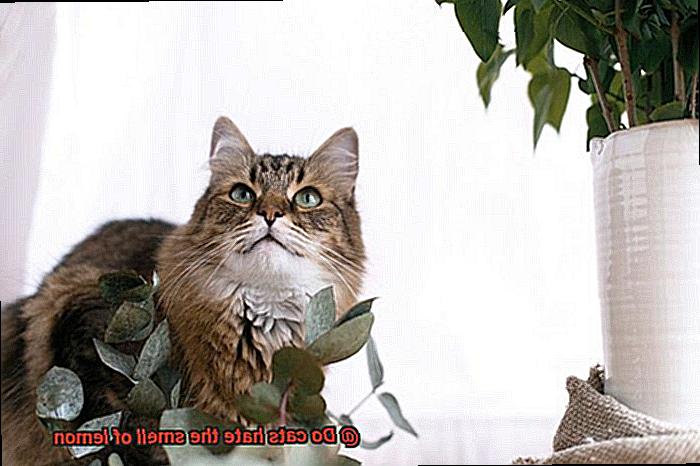 Do cats hate the smell of lemon-2