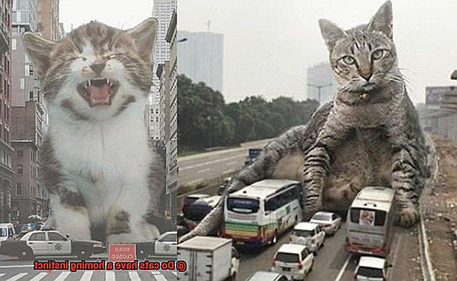Do cats have a homing instinct-4