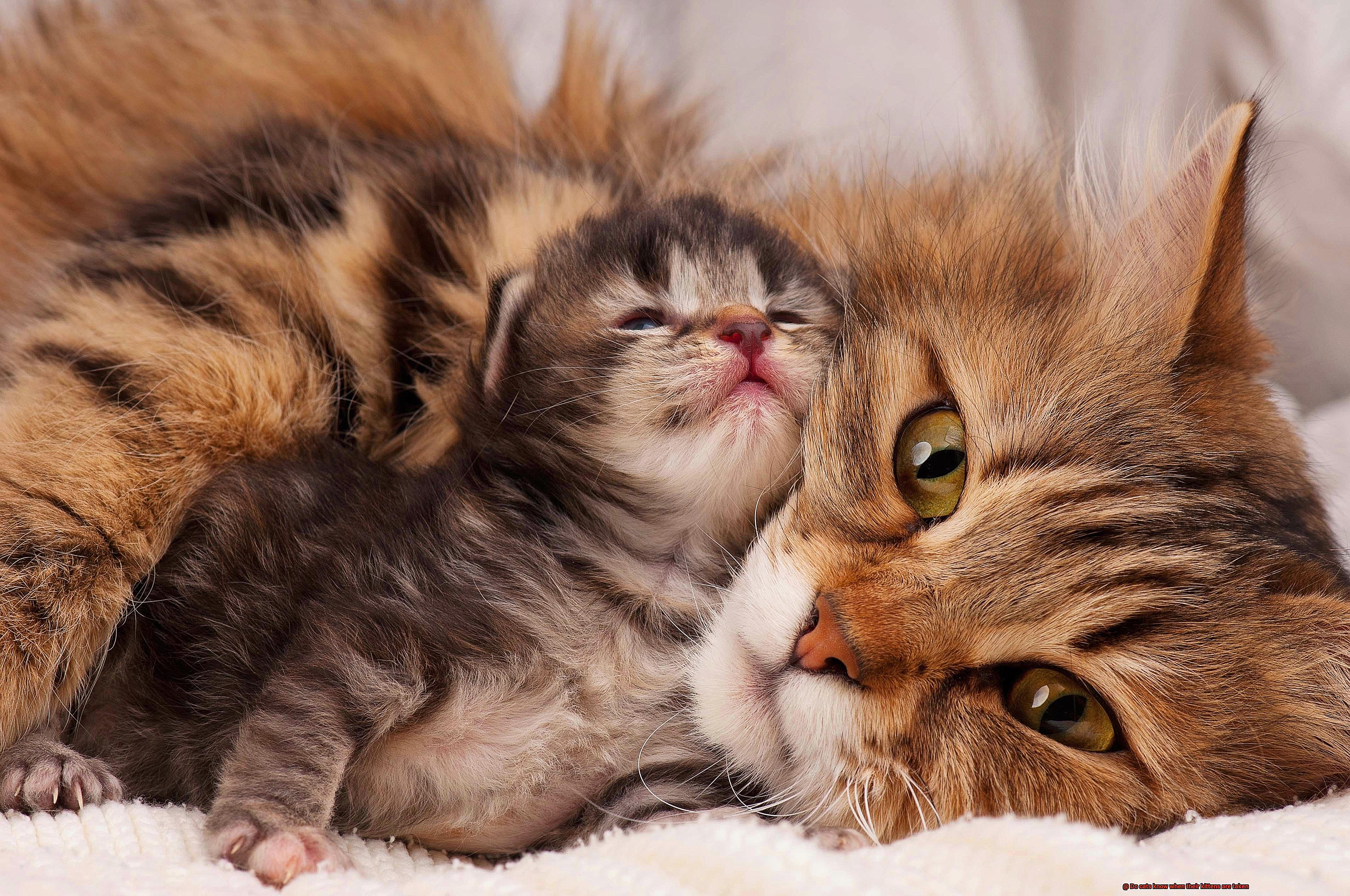 Do cats know when their kittens are taken-2