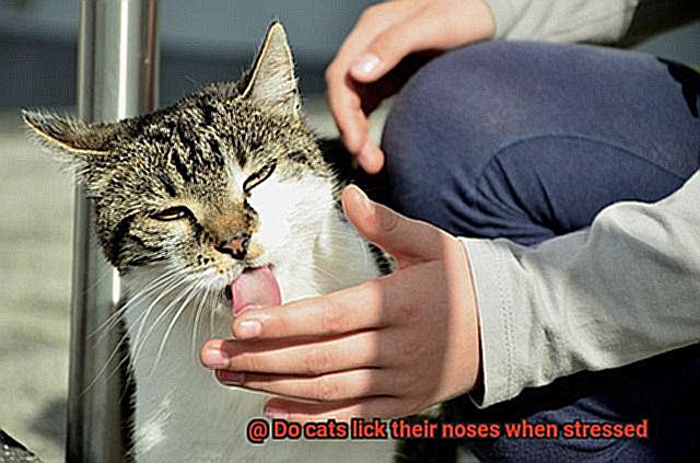 Do cats lick their noses when stressed-3
