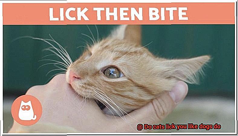 Do cats lick you like dogs do-2