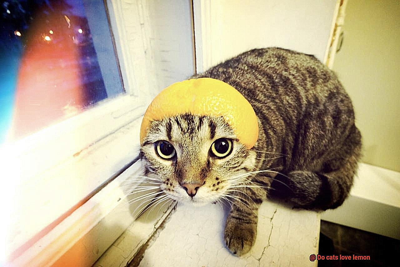 Do cats love lemon-3