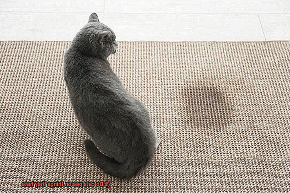 Do cats pee on things they hate-3