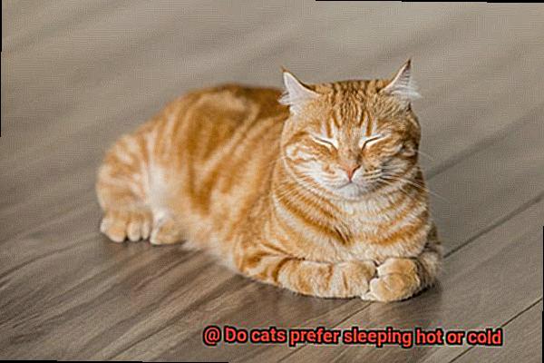Do cats prefer sleeping hot or cold-2