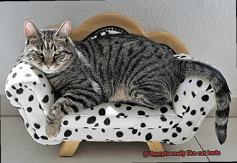 Do cats really like cat beds-2