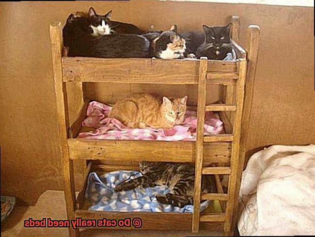 Do cats really need beds-2