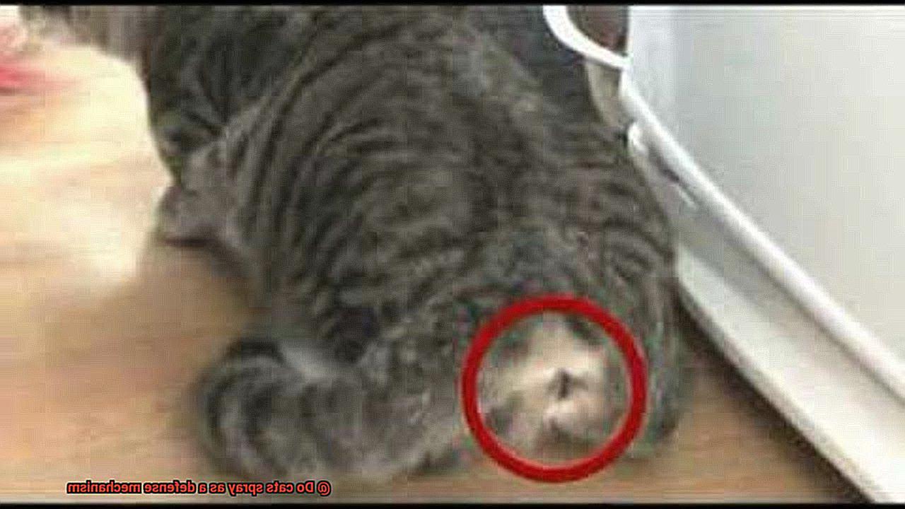 Do cats spray as a defense mechanism-5
