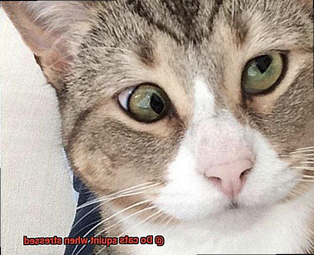 Do cats squint when stressed-3