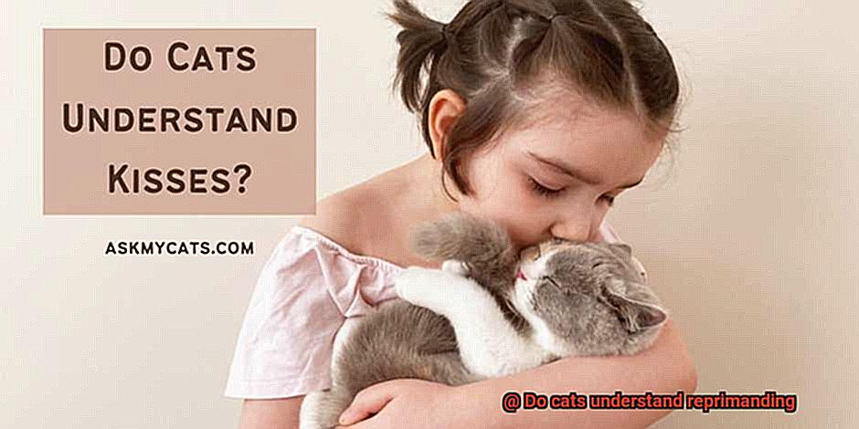 Do cats understand reprimanding-4