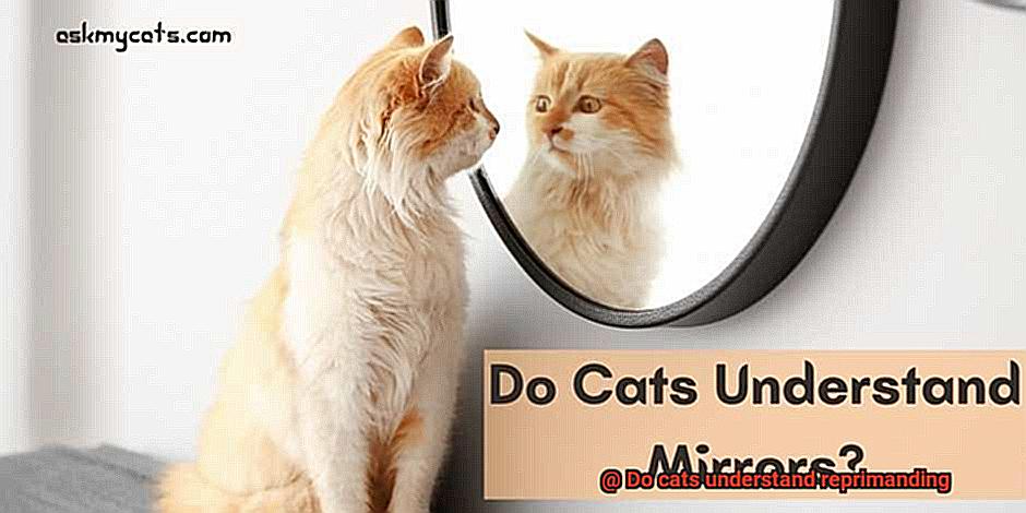 Do cats understand reprimanding-2