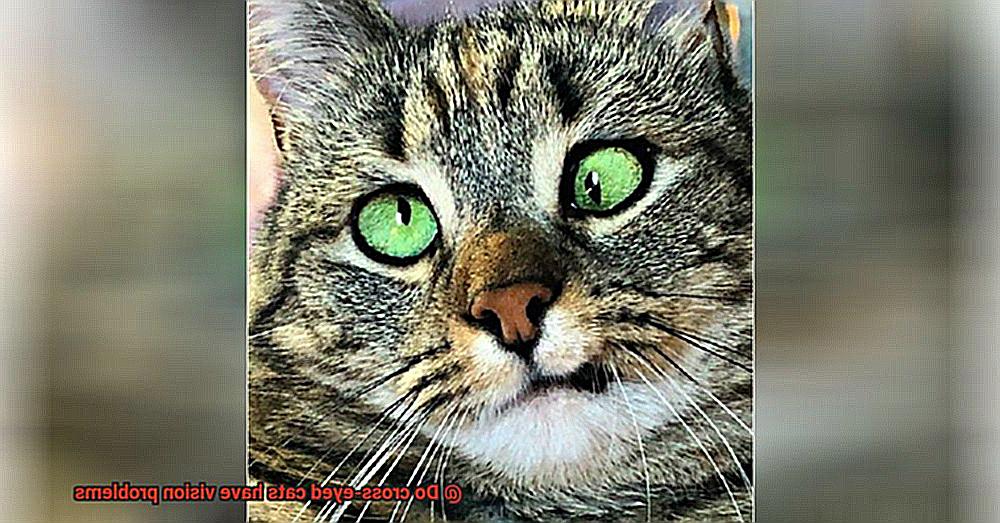 Do cross-eyed cats have vision problems-2