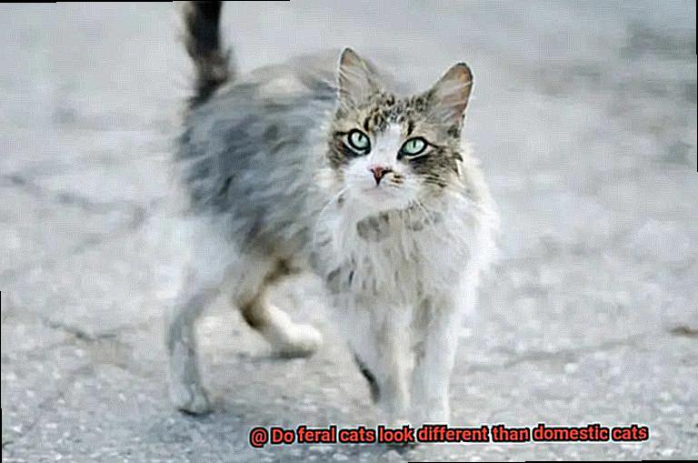 Do feral cats look different than domestic cats-3