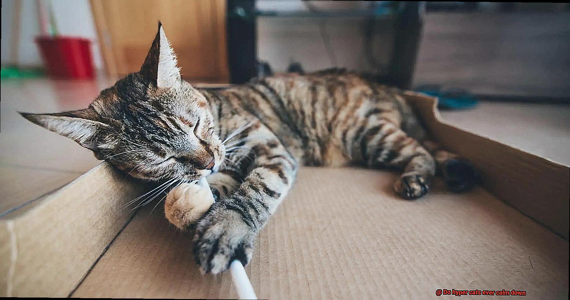Do hyper cats ever calm down-2