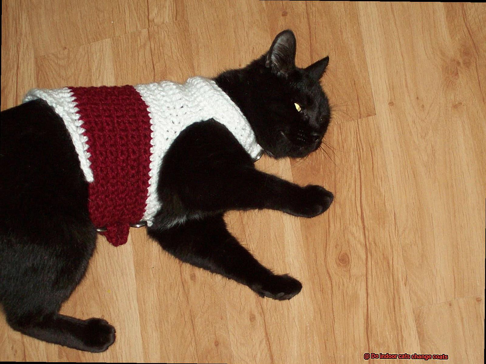 Do indoor cats change coats-2